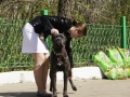 кане корсо отзывы владельцев отрицательные фото