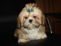 Шицу фото