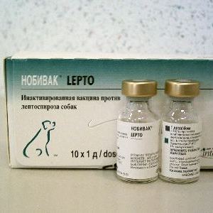 Лечение лептоспироза