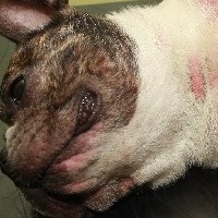 виды кожных заболеваний собак
