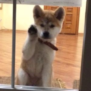 как приучить щенков к туалету на улице фото