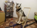 описание породы хаски фото