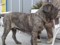 мастиф неаполитано фото