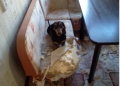такса описание породы фото