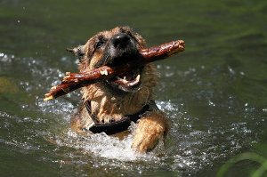 Основные принципы дрессировки
