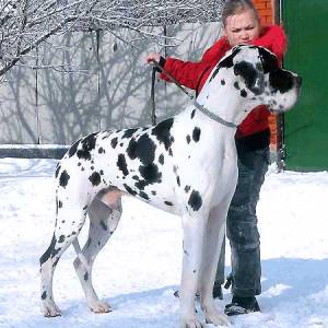 Немецкий дог фото