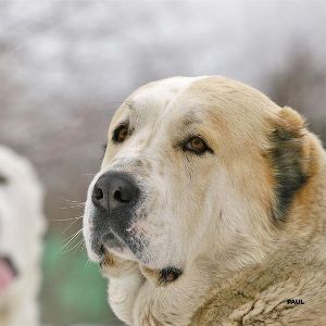 порода собак алабай описание и характеристика