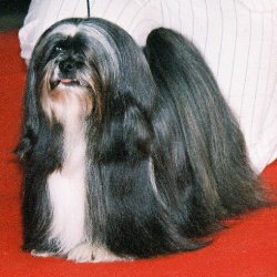 Лхасский апсо