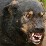 Признаки бешенства у собак