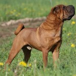 шарпей характеристика породы фото