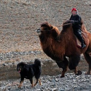 бурята монгольский волкодав фото